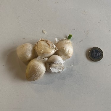 Allium ampeloprasum