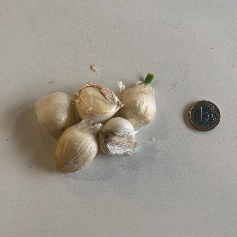 Allium ampeloprasum