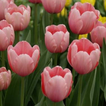 Tulipa 'Salmon Impression' Tulipa 'Salmon Impression'