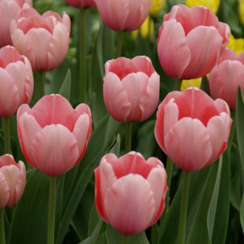 Tulipa 'Salmon Impression' Tulipa 'Salmon Impression'