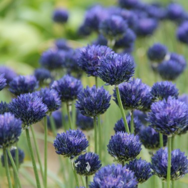 Allium caesium 'Aravan'