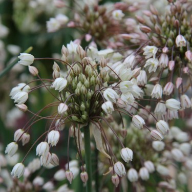 Allium convallarioides