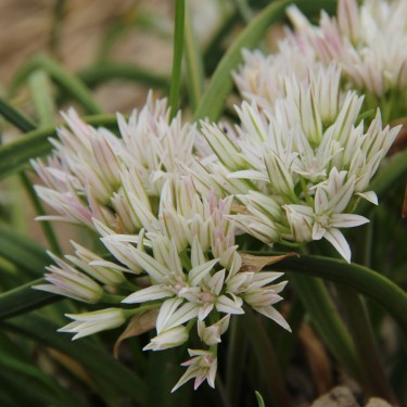 Allium crenulatum