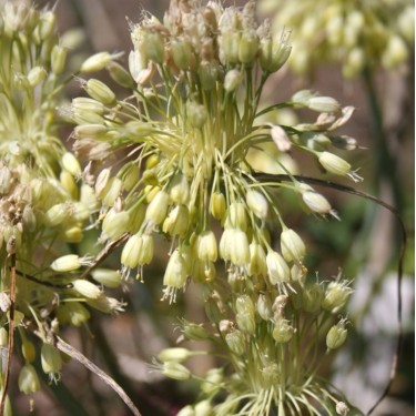 Allium flavum subsp. tauricum Allium flavum subsp. tauricum