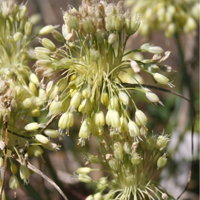 Allium flavum subsp. tauricum Allium flavum subsp. tauricum