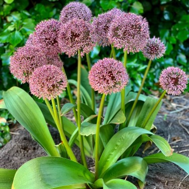 Allium 'Lucky Balloons' Allium 'Lucky Balloons'