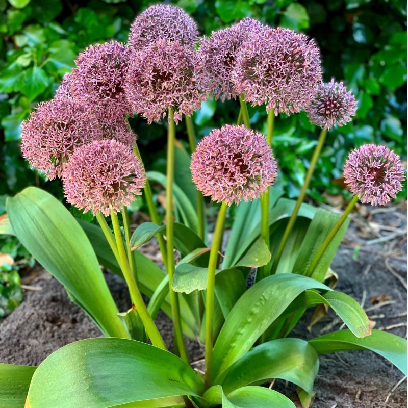 Allium 'Lucky Balloons' Allium 'Lucky Balloons'