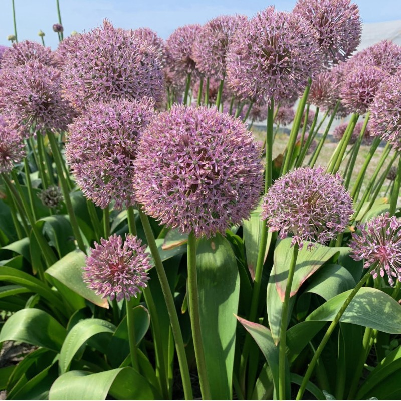 Allium 'Lucky Balloons' Allium 'Lucky Balloons'