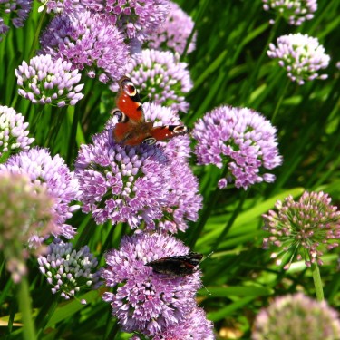 Allium senescens  subsp. senescens