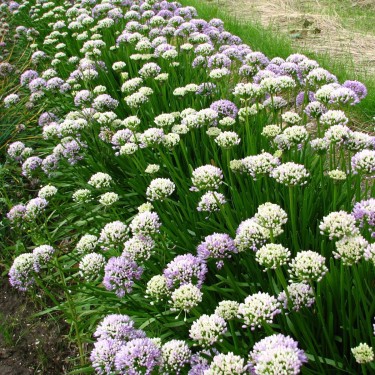 Allium senescens subsp. senescens Allium senescens subsp. senescens
