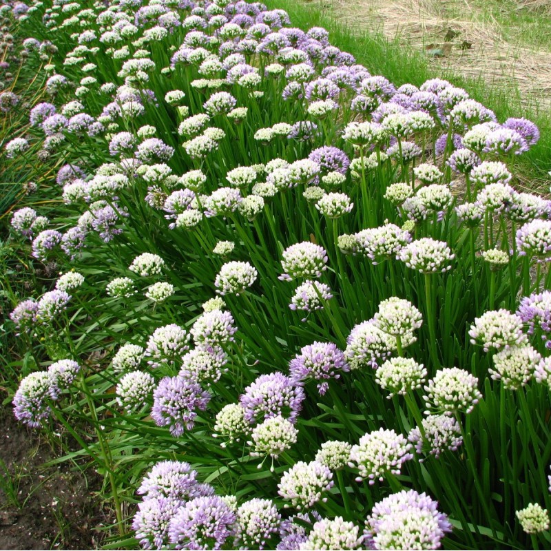 Allium senescens subsp. senescens Allium senescens subsp. senescens