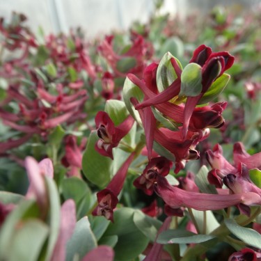Corydalis kamelinii