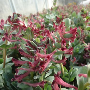 Corydalis kamelinii Corydalis kamelinii