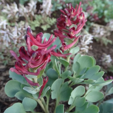 Corydalis kamelinii Corydalis kamelinii