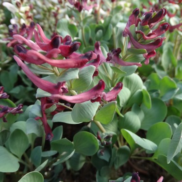 Corydalis kamelinii Corydalis kamelinii