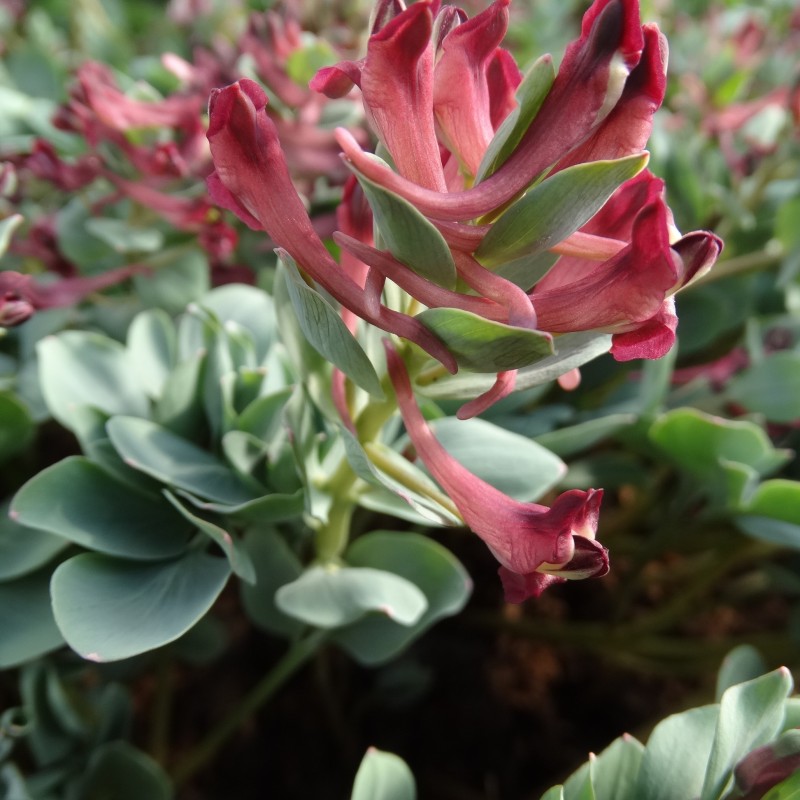 Corydalis kamelinii Corydalis kamelinii