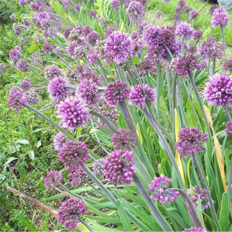 Allium spirale Allium spirale