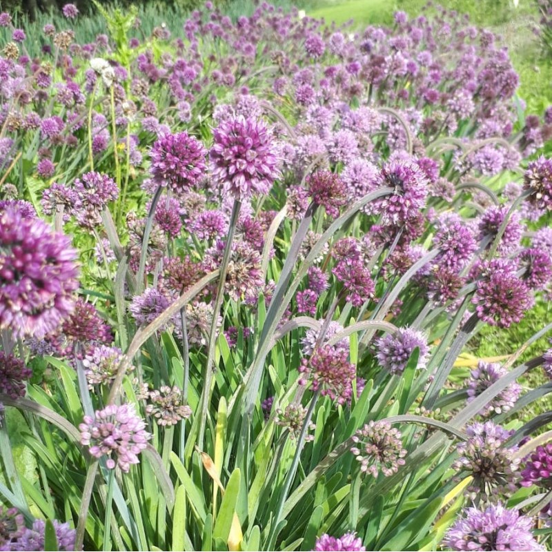 Allium spirale Allium spirale