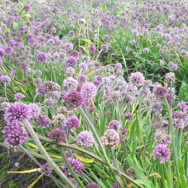 Allium spirale Allium spirale
