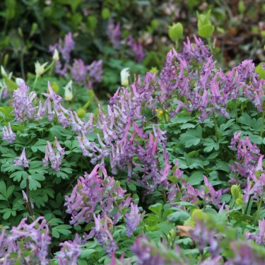 Corydalis solida subsp. solida Corydalis solida subsp. solida