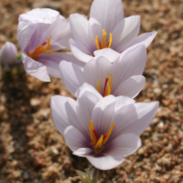 Crocus hadriaticus 'Celia'