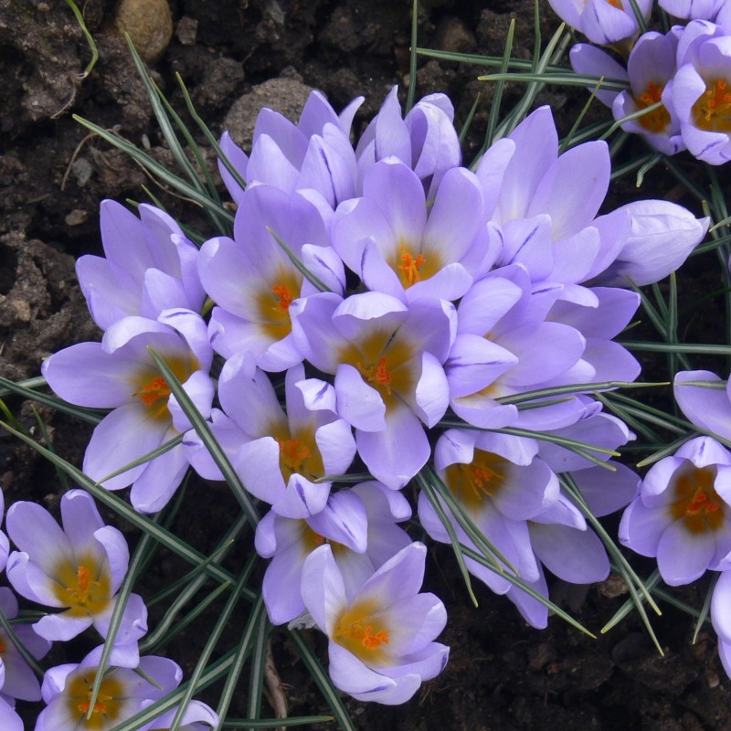 Crocus concinnus 'Vltava' Crocus concinnus 'Vltava'
