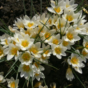 Crocus danfordiae 'Alba'