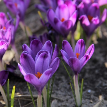Crocus heuffelianus 'Michaels Purple'