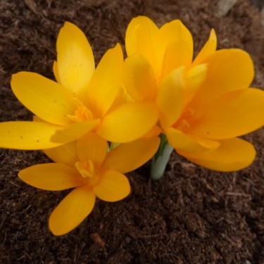 Crocus thirkeanus