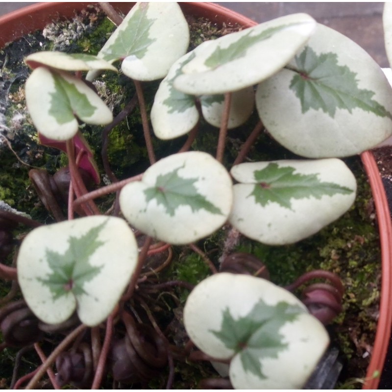 Cyclamen coum -Xmas Tree Pink-