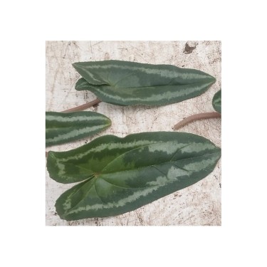 Cyclamen hederifolium -Leaf type 3 Pink-