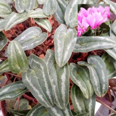 Cyclamen hederifolium -Leaf type 3 Pink-