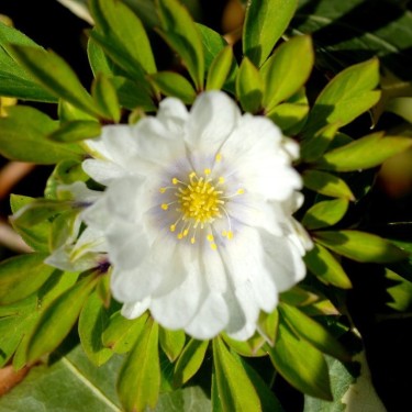 Anemone nemorosa 'Multiplicity' Anemone nemorosa 'Multiplicity'