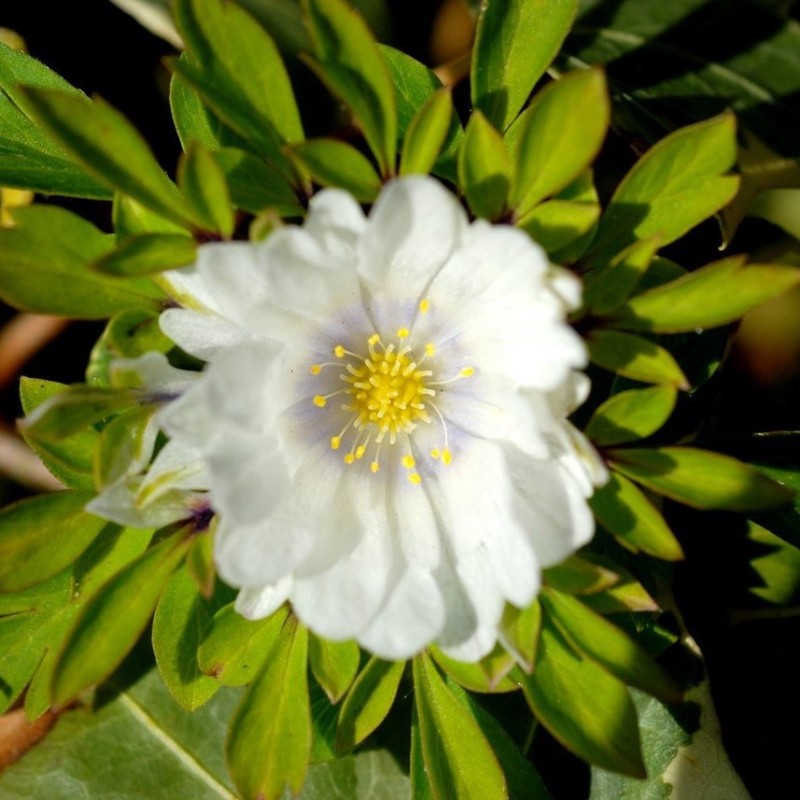 Anemone nemorosa 'Multiplicity' Anemone nemorosa 'Multiplicity'