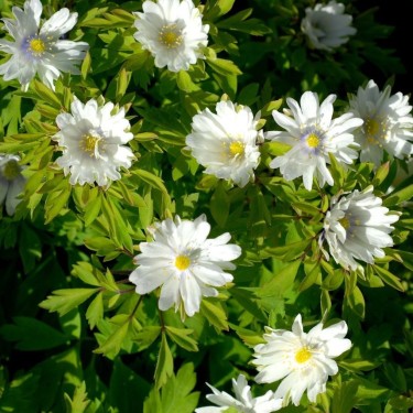 Anemone nemorosa 'Multiplicity' Anemone nemorosa 'Multiplicity'