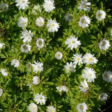 Anemone nemorosa 'Multiplicity' Anemone nemorosa 'Multiplicity'