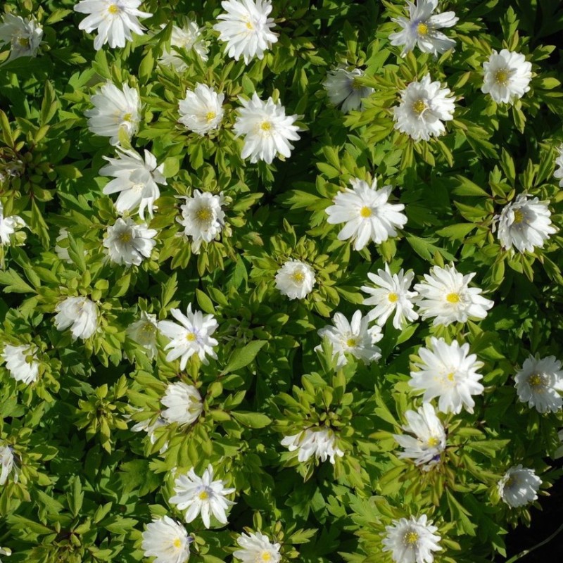 Anemone nemorosa 'Multiplicity' Anemone nemorosa 'Multiplicity'