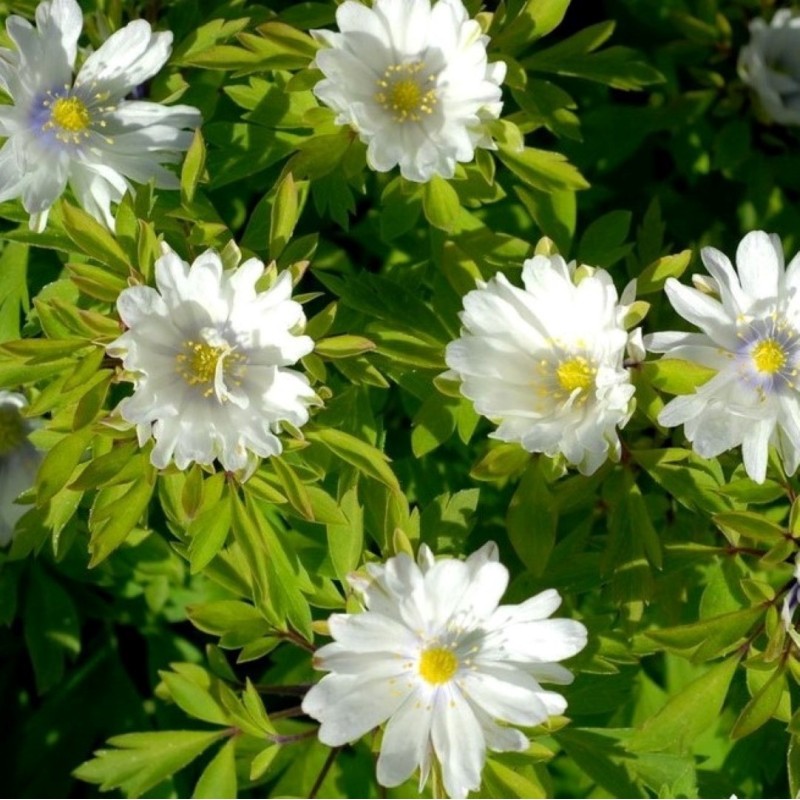 Anemone nemorosa 'Multiplicity' Anemone nemorosa 'Multiplicity'
