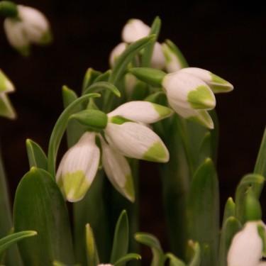 Galanthus 'Green Brush' Galanthus 'Green Brush'