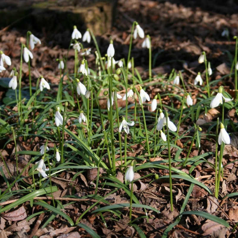 Galanthus rizehensis
