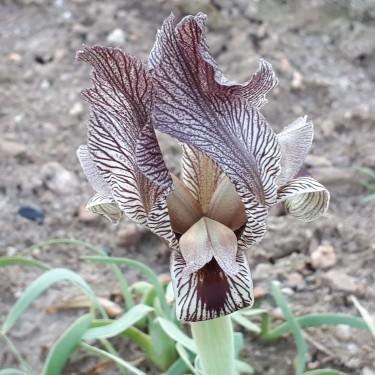 Iris acutiloba