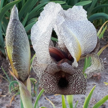 Iris damascena