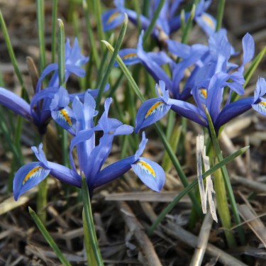 Iris reticulata 'Kuh-e-Abr'