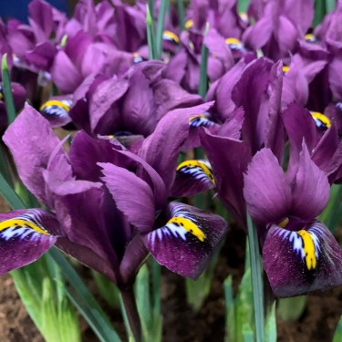 Iris reticulata 'Purple Hill' Iris reticulata 'Purple Hill'