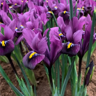 Iris reticulata 'Purple Hill' Iris reticulata 'Purple Hill'