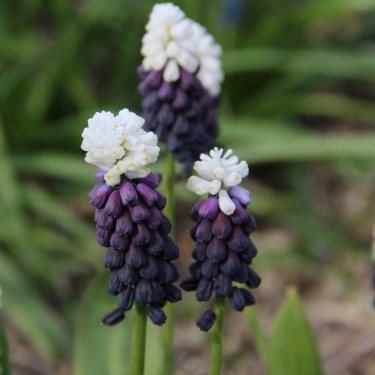 Muscari latifolium 'Grape Ice'