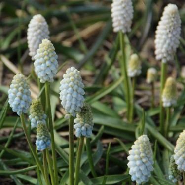 Muscari 'White Pearl'