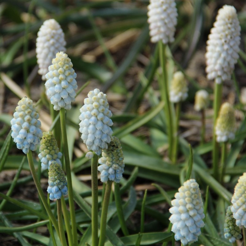 Muscari 'White Pearl'