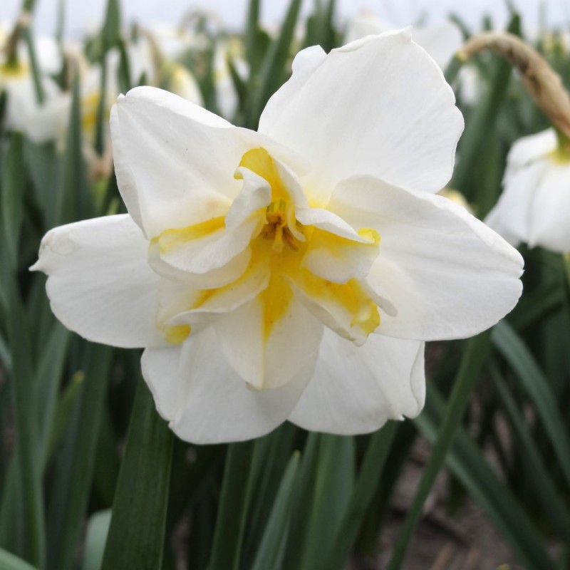 Narcissus 'Lemon Beauty' Narcissus 'Lemon Beauty'