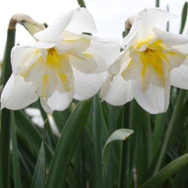 Narcissus 'Lemon Beauty' Narcissus 'Lemon Beauty'